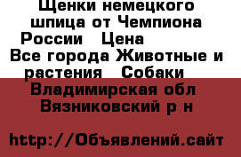 Щенки немецкого шпица от Чемпиона России › Цена ­ 50 000 - Все города Животные и растения » Собаки   . Владимирская обл.,Вязниковский р-н